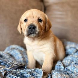 Cosmo - Yellow male Labrador Retriever puppy in Sweet Home, Oregon from Snowpeak English Labradors