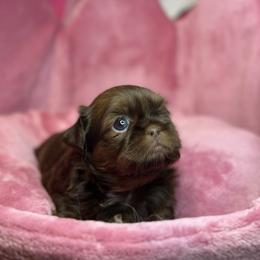 Akc martini - Chocolate and tan female Shih Tzu puppy in Roseville, Michigan from Diamond Paws LLC