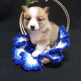 Pembroke Welsh Corgi Puppies from Foxfurewe Corgis
