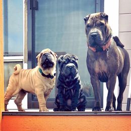 Chinese Shar-Pei Puppies from Setareh Chinese Shar Pei