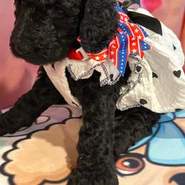 Geneva - Silver female Poodle puppy in Mobile, Alabama from Semmy’s Standard Poodle LLC