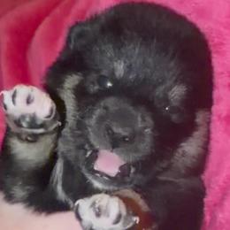 Lily - Black and tan female Shiba Inu puppy in Clewiston, Florida from Animal Farm Shiba Inus & Mameshibas