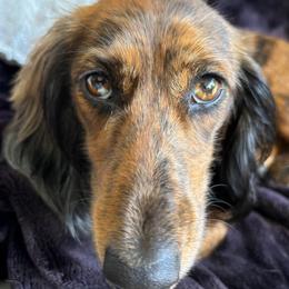 Willow - Dachshund