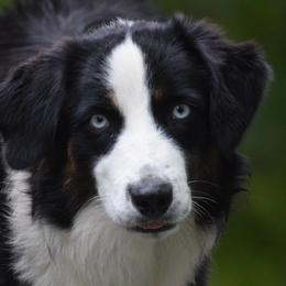 Australian Shepherds and Chihuahuas from RockyTop Hearts