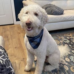 Sully - Goldendoodle