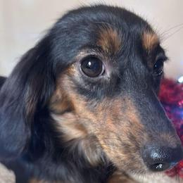 Abby 2.5 years - Black and tan female Dachshund puppy in Argos, Indiana from TKO Doxies