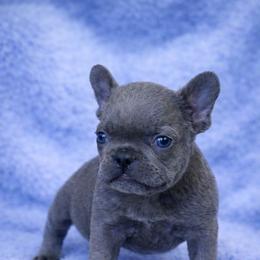 Smurf - Blue male French Bulldog puppy in Maplewood, New Jersey from Poos&Bulls Keepsake
