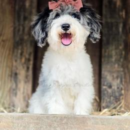 Estelle - Blue merle female Aussiedoodle puppy in Centreville, Mississippi from Trin's Designer Doodles