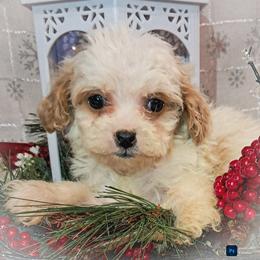 Clarice - White female Cavapoo puppy in Cocolalla, Idaho from Kelley's Goldens Poodles and Doodles