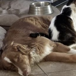 Miniature American Shepherds from Bean Acres