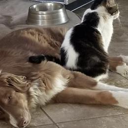 Miniature American Shepherds from Bean Acres