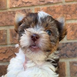 Zack - Chocolate, tan and white male Yorkshire Terrier puppy in Georgia from Berggipfel Yorkies