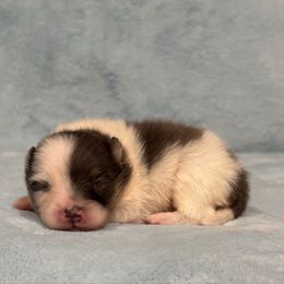 Blue Tri Merle boy. - Blue merle male Pomeranian puppy in Princeton, New Jersey from PureLove Poms.