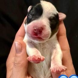 Nyx - Blue female Australian Cattle Dog puppy in Clovis, California from Miller Australian Cattle Dogs