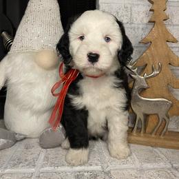 Light blue - Black and white female Sheepadoodle puppy in Archer, Florida from Gainesville Sheepadoodles
