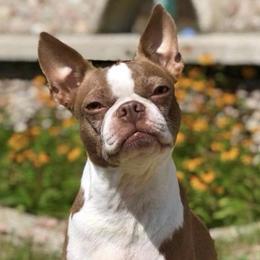 Boston Terriers from K & B Boston's