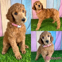Blossom - Red  Poodle puppy in Swansboro, North Carolina from Monarch Standard Poodles