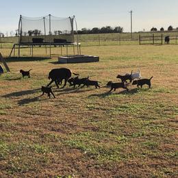 Dilute Retriever and Labrador Retriever Puppies from CKB Labradors