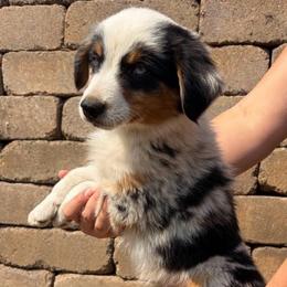 Tom Petty - Blue merle male Miniature Australian Shepherd puppy in Stanwood, Washington from Blair farm mini Aussies
