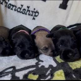Lala - Salt and pepper female Miniature Schnauzer puppy in San Diego, California from KMS-Miniature Schnauzers