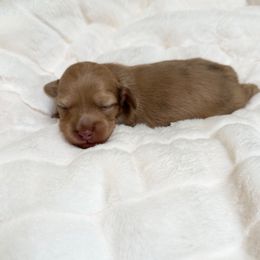 Ozzy - Cream male Dachshund puppy in San Diego, California from Enchantables