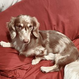 Dachshund Puppies from Meldox