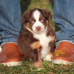 Solar - Red tri-color male Miniature American Shepherd puppy in Hillsdale, Michigan from Faithwalk Aussies and Mini American Shepherds