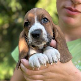 Female 2 - Mahogany and white female Basset Hound puppy in Lindley, New York from Hill Top Basset Hounds & Cane Corso