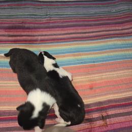 GIRL 4 - Black white and tan female Collie puppy in Lafayette, Indiana from Katrina's Collies