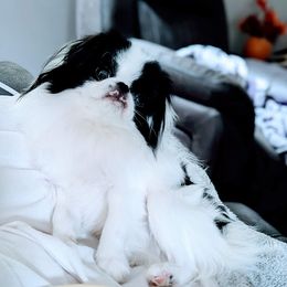 Rudy - Black and white male Japanese Chin puppy in Snohomish, Washington from Musashi Japanese Chin