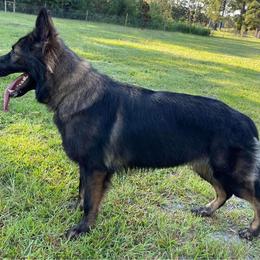 Azzy - Sable female German Shepherd puppy in Marion, Ohio from Legacy K9’s