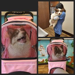 Native American Indian Dog Puppies from Night Eyes Native American Indian Dogs