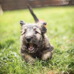 Border Collie and Skye Terrier Puppies from Skyward Farms