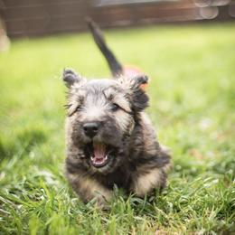 Border Collie and Skye Terrier Puppies from Skyward Farms