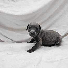 Pax - Blue male Italian Greyhound puppy in Newalla, Oklahoma from Heartland Iggys