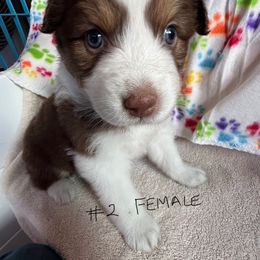 Girl 1 - Red tri-color female Australian Shepherd puppy in Waikoloa Village, Hawaii from Breeze n Aussies