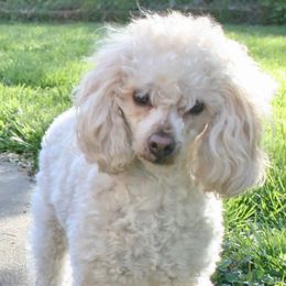 Daisy - Poodle