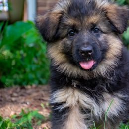 German Shepherd Puppies from Starry Night German Shepherd Dogs