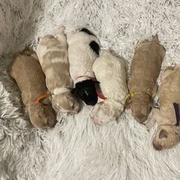 Goldendoodle, Maltipoo, and Poodle Puppies from Winchester Hills Poodles and Doodles