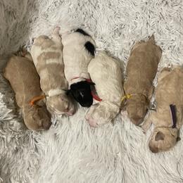 Goldendoodle, Maltipoo, and Poodle Puppies from Winchester Hills Poodles and Doodles