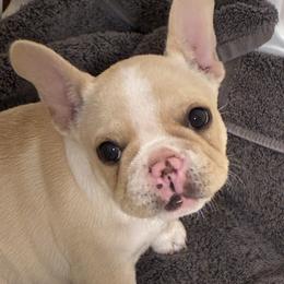 Girl 1 - Cream female French Bulldog puppy in Muncie, Indiana from Seven Blessings Frenchies