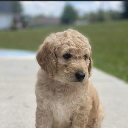 Goldendoodle and Poodle Puppies from CharleighRae Poodles and Doodles