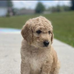 Goldendoodle and Poodle Puppies from CharleighRae Poodles and Doodles