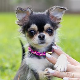 Mia - 9000 - Black sabled silver female Chihuahua puppy in Plantation, Florida from Petits Chihuahuas