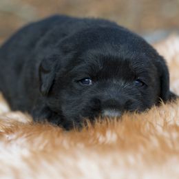 Girl 1 - Black female Labrador Retriever puppy in Amesbury, Massachusetts from Fox Hill Farm & K9