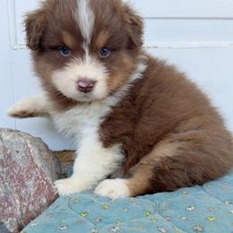 Honey - Red tri-color female Australian Shepherd puppy in Kearney, Nebraska from Helix Aussies