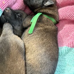 Green Collar - Mahogany male Belgian Malinois puppy in Denver, Colorado from Morales Kennels