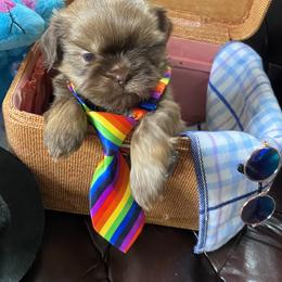 Shih Tzu Puppies from Seaside Shih Tzu Cottage