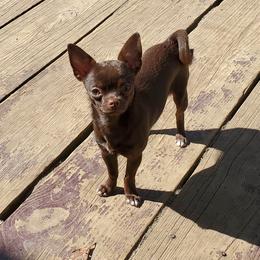 Maple - Chihuahua