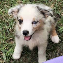 Miniature Australian Shepherds and Toy Australian Shepherds from Wellington Ranch Aussies